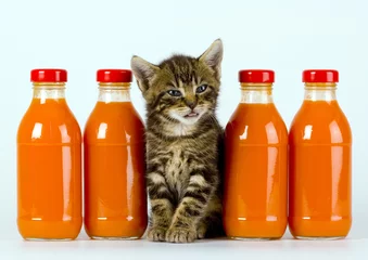 Papier Peint photo Jus kitten & juice