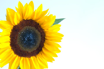 Obraz premium sunflower