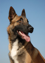 portrait de malinois