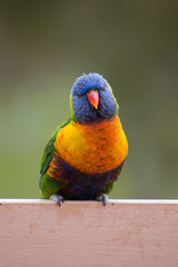 A Rainbow Lorikeet stares at me while I photograph him.