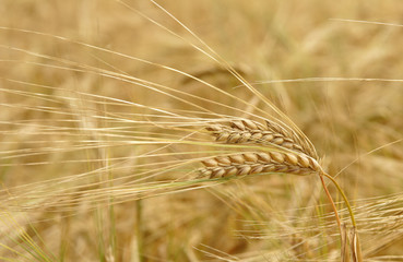 ripening barley closeup