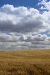 Fototapeta premium ripening barley field