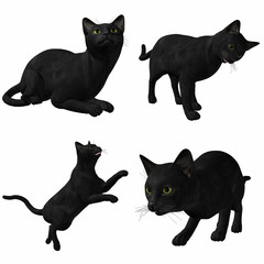 Katze-Black American Short Hair