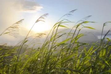 Rolgordijnen Blades of grass blowing in the wind at sunrise © Jun Dangoy