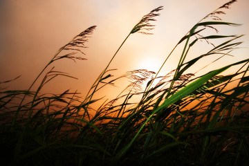 Grass blowing in the wind at sunset