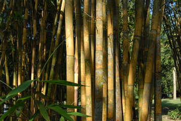 yellow bamboo in the parks