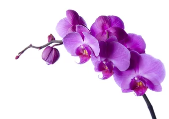 Crédence de cuisine en verre imprimé Orchidée orchidée