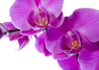 Fototapeta na wymiar purpurowa orchidea