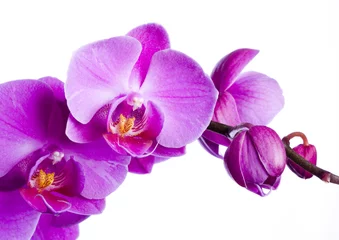Papier Peint photo Autocollant Orchidée orchidée violette sur fond blanc