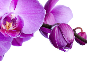 paarse orchidee op de witte achtergrond