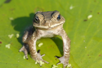 small frog sitting on the leaf