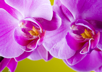 Panele Szklane Podświetlane  piękna orchidea
