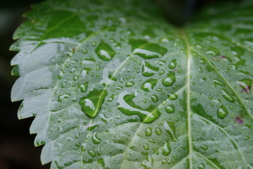 pluie