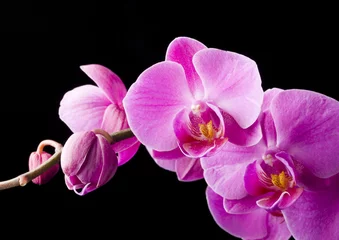 Papier Peint photo Lavable Orchidée orchidée violette sur fond noir