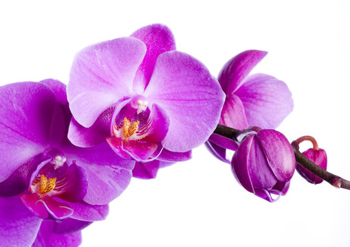 Fototapeta purple orchid on the white background