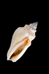 conch shell close-up isolated on black background