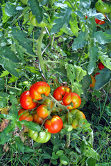 tomates