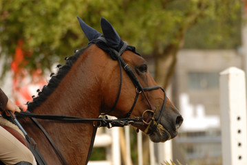Obraz premium tête de cheval durant un parcours d'obstacles