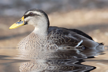 Obraz premium a duck in the water and her reflection
