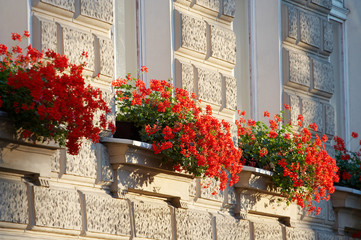 Fototapeta premium Red flowers standing at windowsills against brick wall.