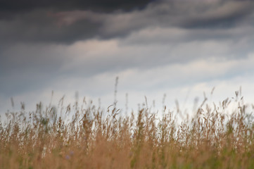 View of grass stems and storm clouds. Shallow DOF.