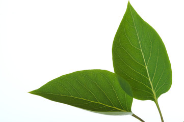 Close-up of two green leaves isolated on white background.