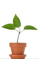 Little plant with three leaves in small flower pot on white.