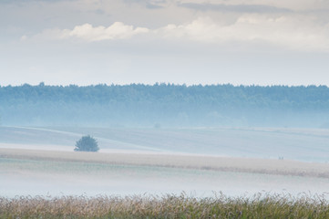Fog over tree and cereal field. Early in the morning scene..