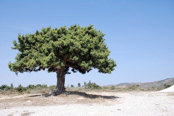 Fototapeta na wymiar einsamer Baum