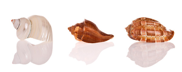 Seashells isolated on white background