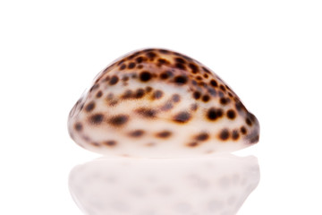 Seashell isolated on white background