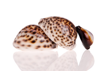 Seashells isolated on white background