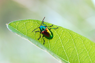 Beetle