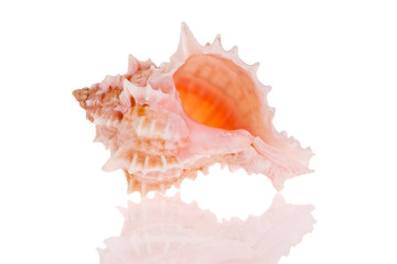 Obraz na płótnie Canvas Seashell isolated on white background