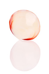 Seashell isolated on white background