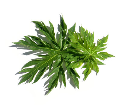 feuilles de papayer