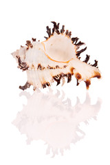 Seashell isolated on white background