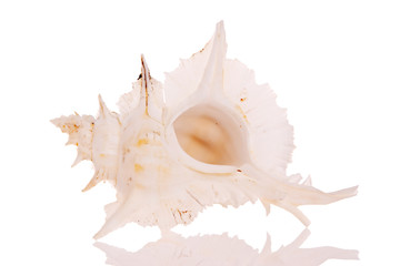 Seashell isolated on white background