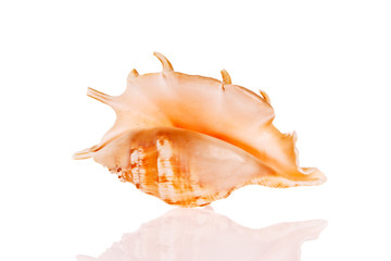Seashell isolated on white background
