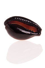 Seashell isolated on white background