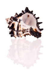 Seashell isolated on white background