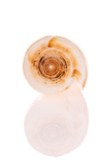 Seashell isolated on white background