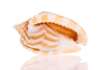 Fototapeta na wymiar Seashell isolated on white background
