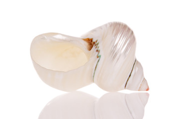 Seashell isolated on white background © Kasia Biel