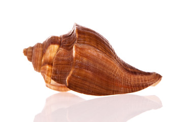Seashell isolated on white background