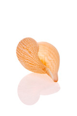 Seashell isolated on white background