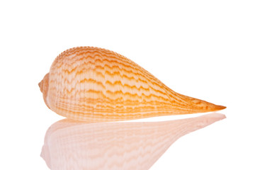 Seashell isolated on white background