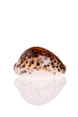 Seashell isolated on white background