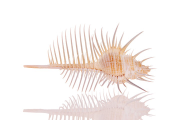 Seashell isolated on white background