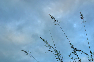 Grass silhouette against a blue sky background.